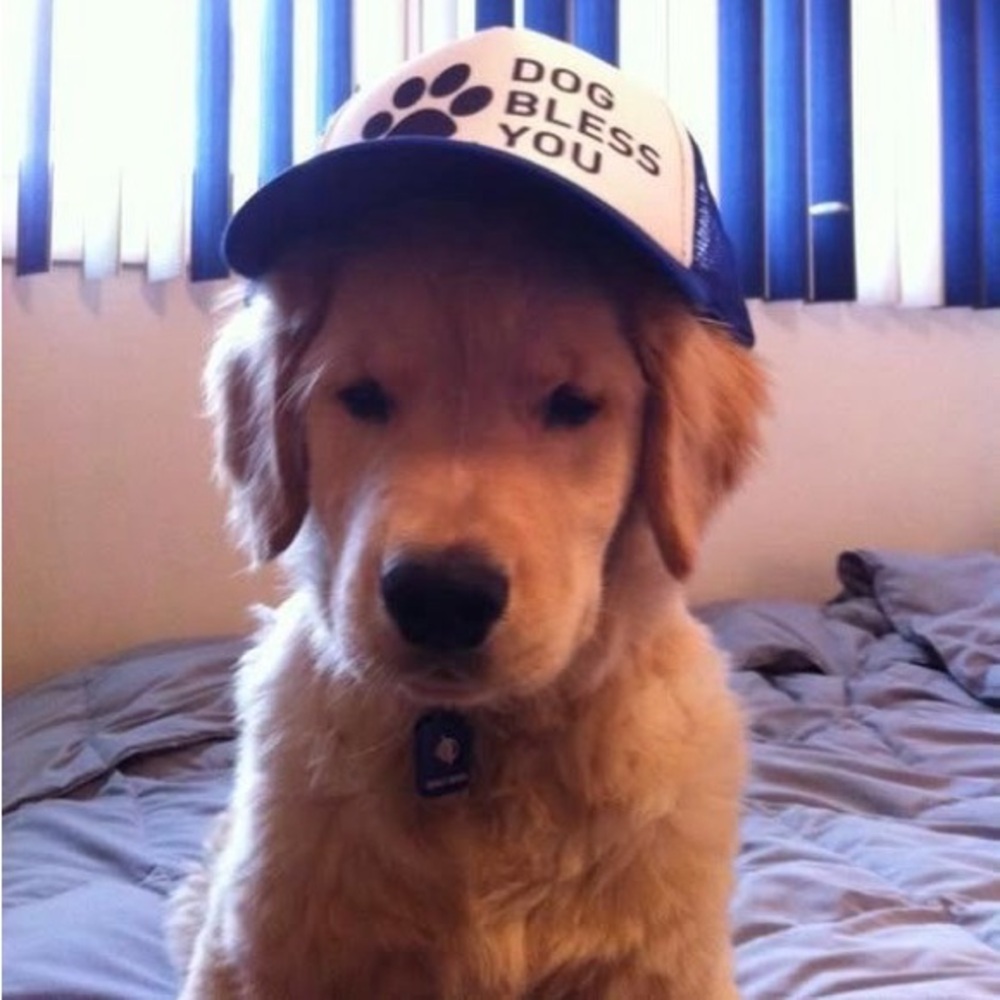 Meet your Posher, Josie